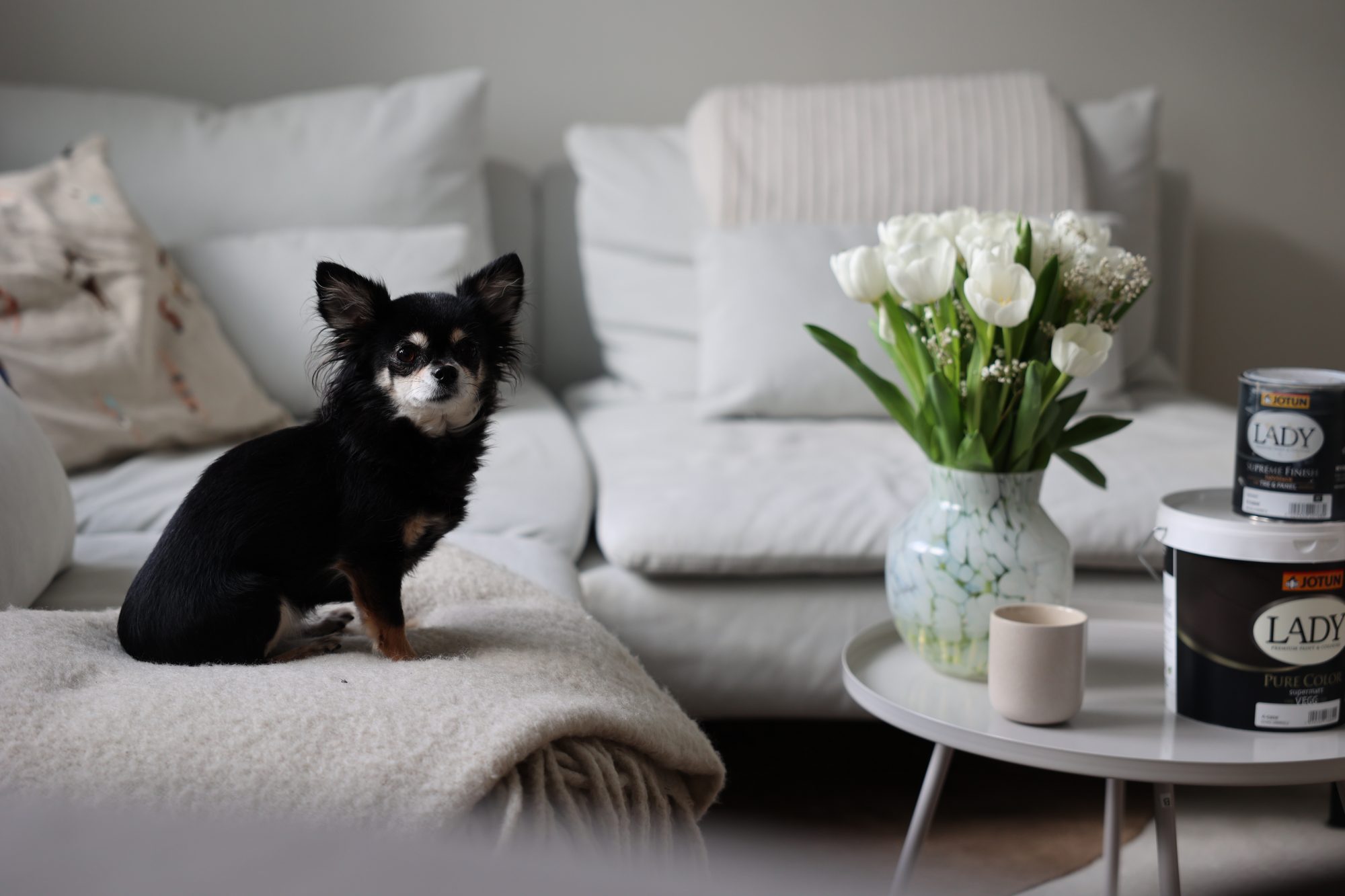 Ida nordfors och hunden ella i vardagsrum målat med Jotun LADY Pure color grå beige färg kulör 1024 Tidlös